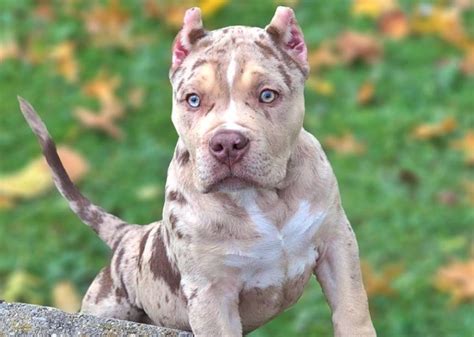 merle pitbull silver.